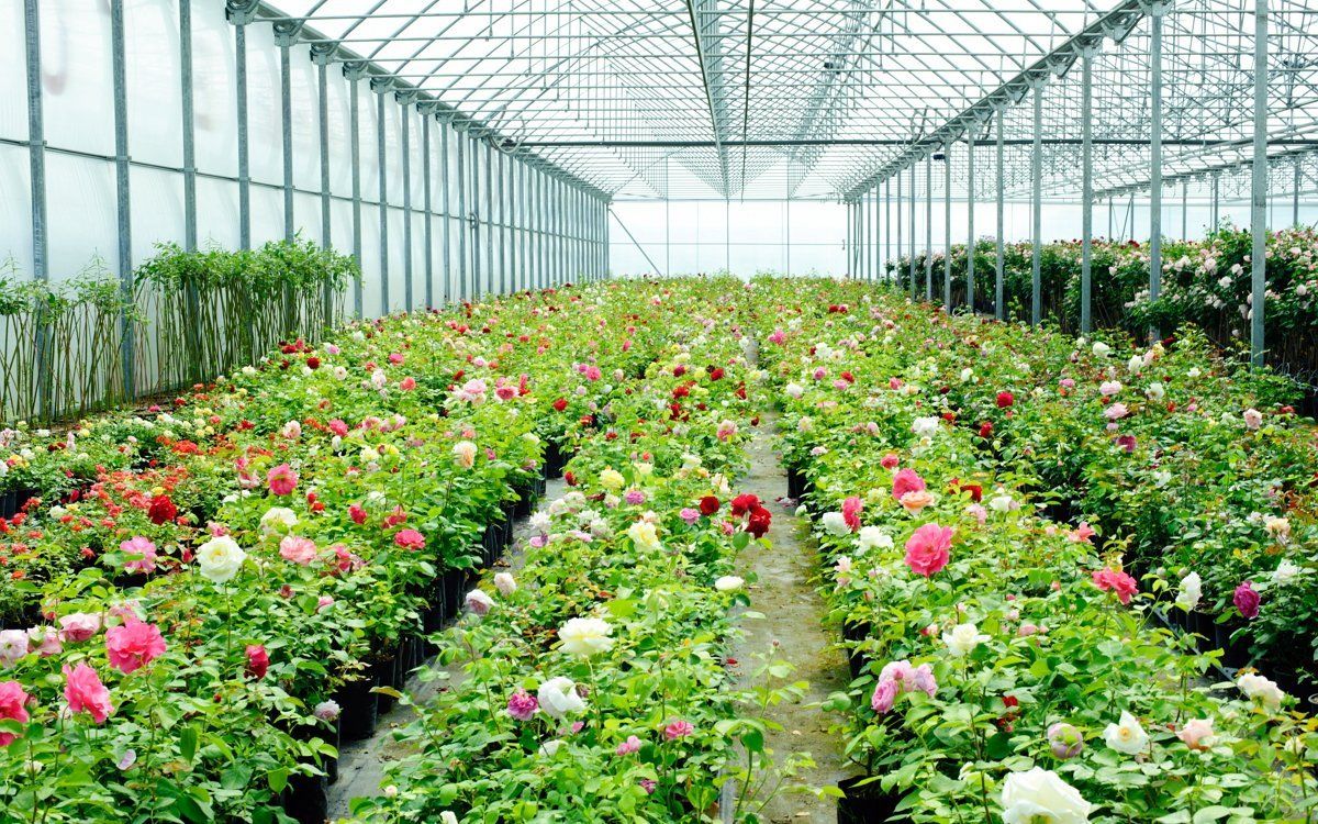 Как выращивают розы фото. Greenhouse Армения роза. Оранжерея роз роз. Розы в теплице. Теплица с розами.